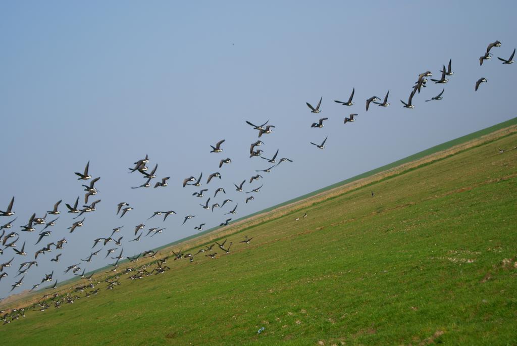 'T Strandhuys En De Vuurtoren, Met Eigen Keuken, Zonnig Terras Nabij Dorp, Duinen En Strand, Incl Verwarmd Binnen Zwembad Hollum  Pokój zdjęcie